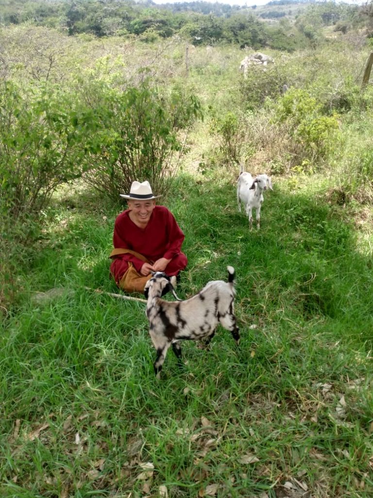 Monje budista con cabras en un campo.