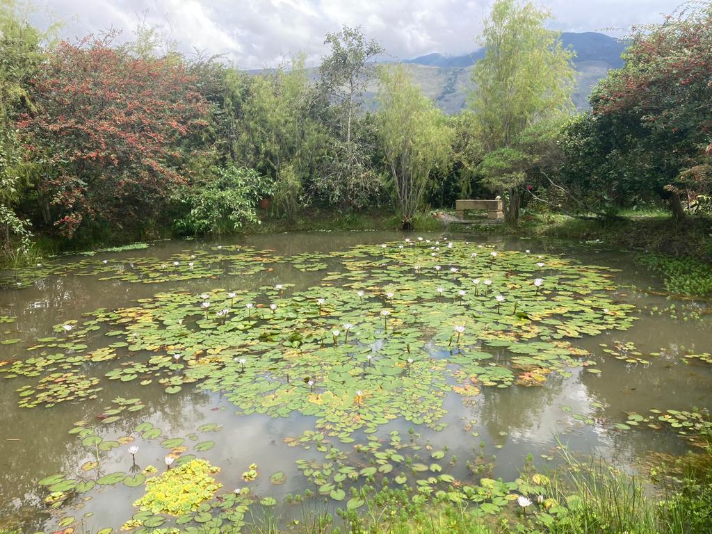 Humedal con vegetación flotante y montañas al fondo.